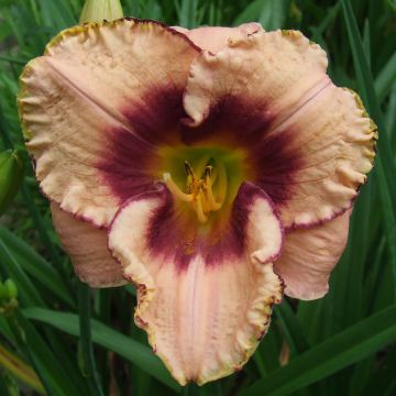 Hemerocallis Daring Dilemma - Daglelie