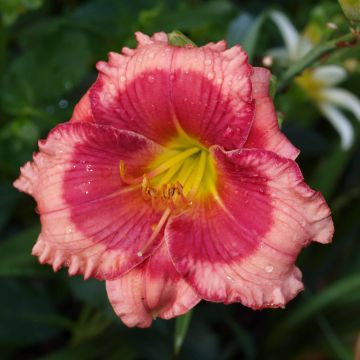 Hemerocallis Dragons Eye - Daglelie