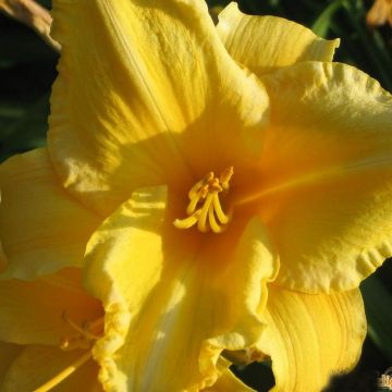 Hemerocallis Ed Kirchhoff - Daglelie