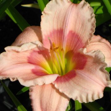 Hemerocallis Janice Brown - Daglelie