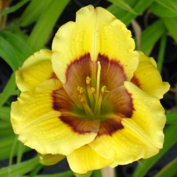Hemerocallis Jason Salter - Daglelie