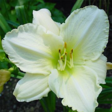 Hemerocallis Lime Frost - Daglelie