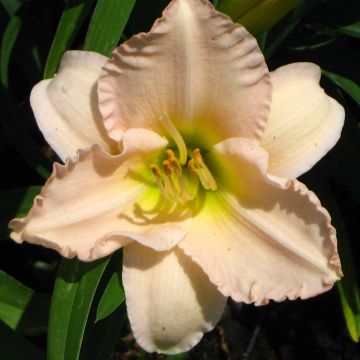 Hemerocallis Lullaby Baby - Daglelie