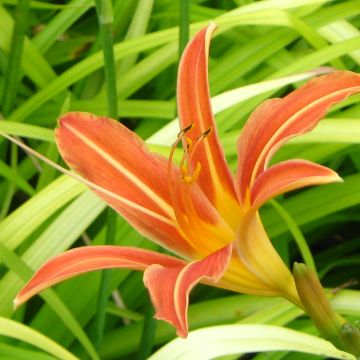 Hemerocallis Margaret Perry - Daglelie