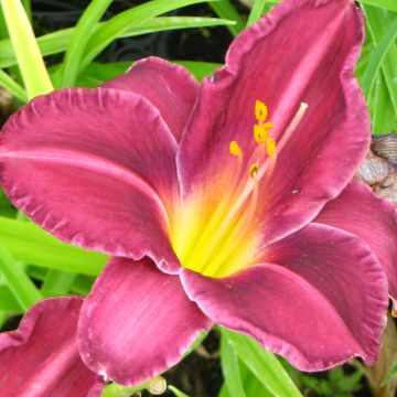 Hemerocallis Olive Bailey Langdon - Daglelie