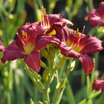 Hemerocallis Pardon Me - Daglelie
