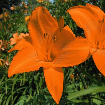 Hemerocallis Rainbow Gold - Daglelie