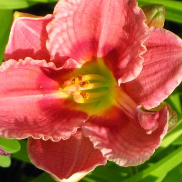Hemerocallis Siloam Ribbon Candy - Daglelie