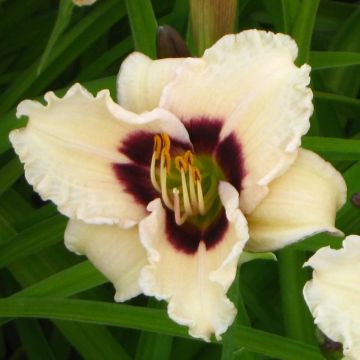 Hemerocallis Snowy Eyes - Daglelie