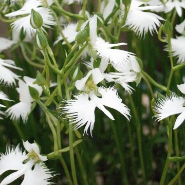 Habenaria radiata Variegata - Reigerorchidee