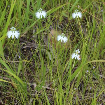 Habenaria radiata - Reigerorchidee