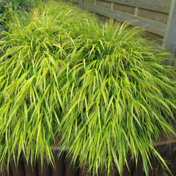 Hakonechloa macra All Gold - Japans berggras