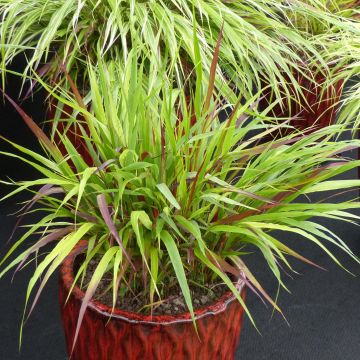 Hakonechloa macra Beni-Kaze - Japans berggras