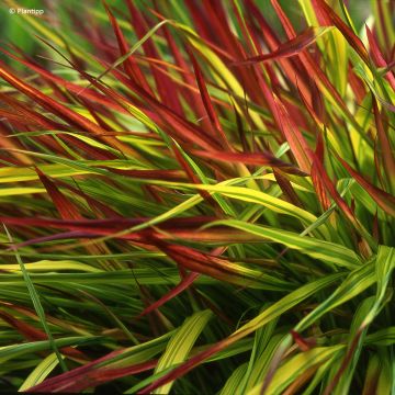 Japans gras - *Hakonechloa macra* 'Mulled Wine' in P9-pot