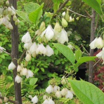 Halesia carolina - Sneeuwklokjesboom