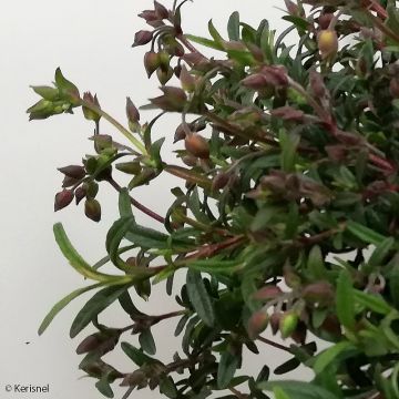 Halimiocistus sahucii - Bastaard-cistusroos