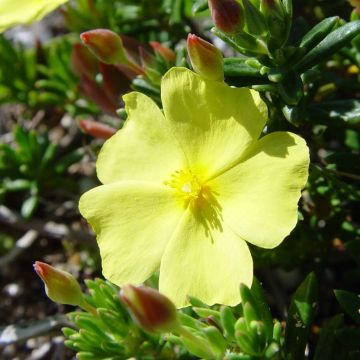 Halimium commutatum - Zonneroosje