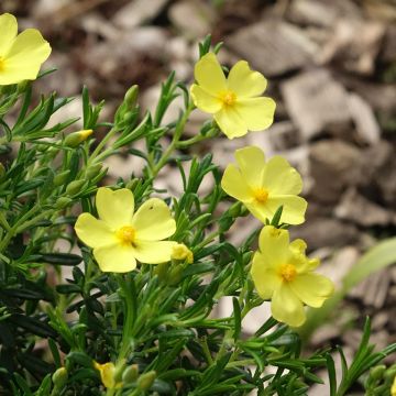 Halimium April Sun - Zonneroosje