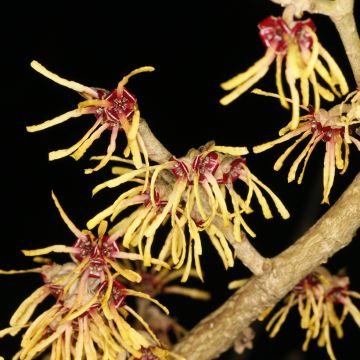 Hamamelis intermedia Cyrille - Toverhazelaar