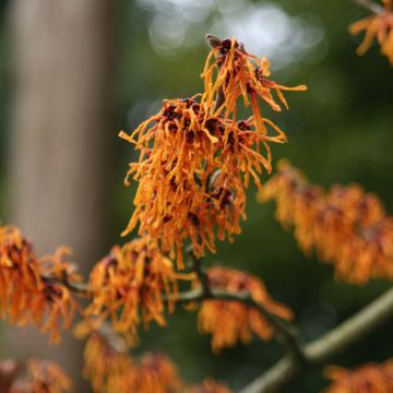 Hamamelis intermedia Aphrodite - Toverhazelaar