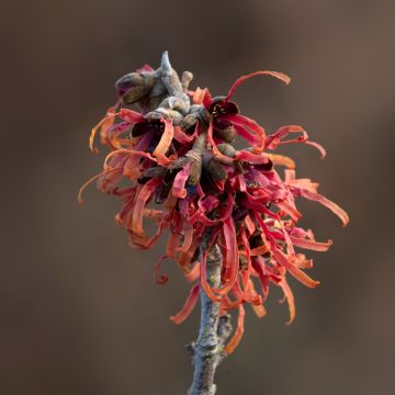 Hamamelis intermedia Diane - Toverhazelaar