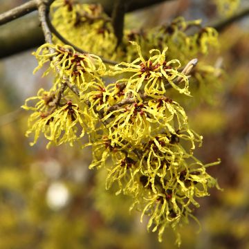 Hamamelis virginiana - Amerikaanse toverhazelaar
