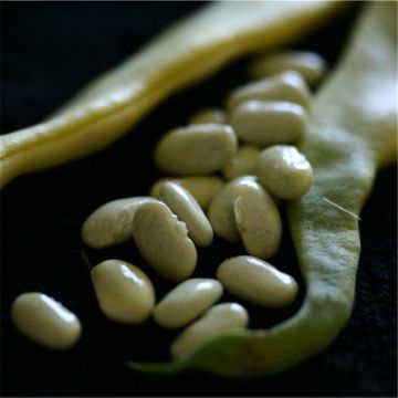 Stokslaboon Witte van juli BIO - Ferme de Sainte Marthe