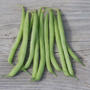 Stamslaboon Speedy BIO - Ferme de Sainte Marthe