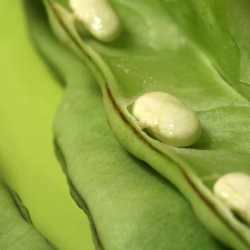 Stokdroogboon Maïs type Tarbais - Vilmorin