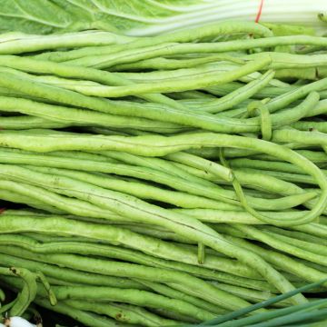 Kousenband - Vigna unguiculata