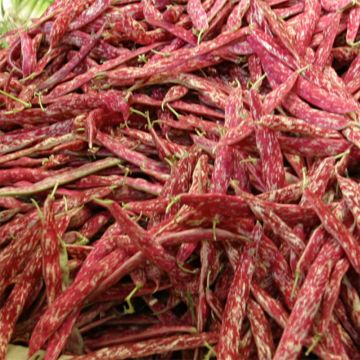 Kievitsboon Big Borlotto