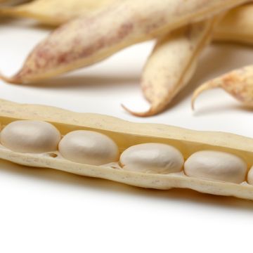 Stamdroogboon Cocagne Stamdroogboon Cocagne