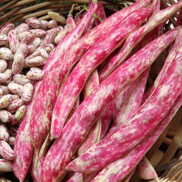 Stamkievitsboon Flambo Stamkievitsboon Flambo