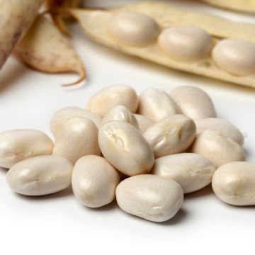 Witte stamslaboon Pactol Witte stamslaboon Pactol