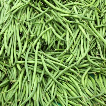 Stamslaboon Argus - Vilmorin