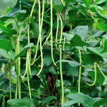 Stamslaboon Delinel Stamslaboon Delinel