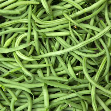 Stamslaboon Divinel - Vilmorin