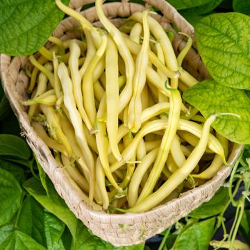 Stamboterboon Boter van Rocquencourt - Vilmorin