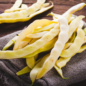 Dwergboterboon Serpedor - Vilmorin