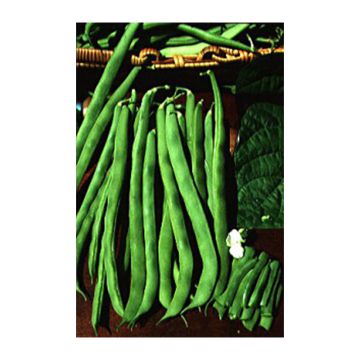 Stokslaboon Phénomène