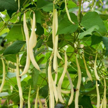 Staakboon Monte Gusto (zaad) Staakboon Monte Gusto (zaad)