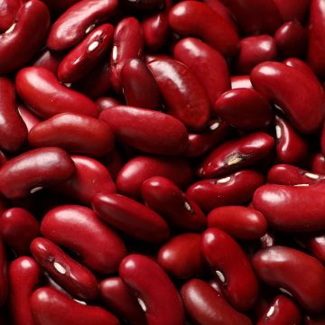 Stamdroogboon Canadian Wonder