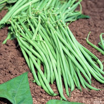 Sperzieboon Fleuret