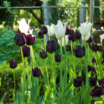 # Harmonie van Contrasterende Tulpen