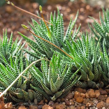 Haworthia Big Band - Zebraplant