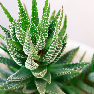 Haworthia fasciata Concolor - Zebraplant