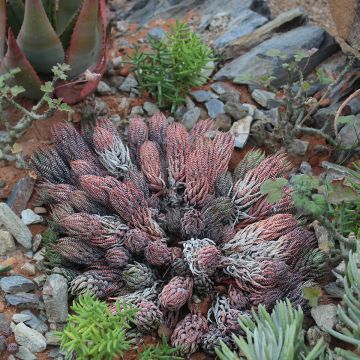 Haworthiopsis reinwardtii - Zebraplant