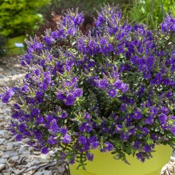 Hebe Claret Crush - Struikveronica