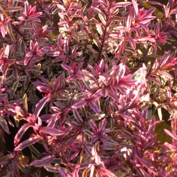 Hebe Heartbreaker - Struikveronica