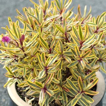 Hebe Jewel of the Nile - Struikveronica